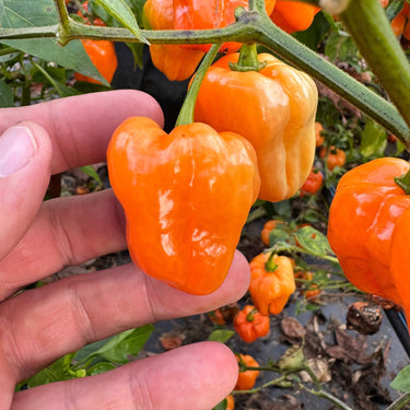 Chaak Habanero - Seeds - The Pepper Pantry (Formerly Marie Sharp's)